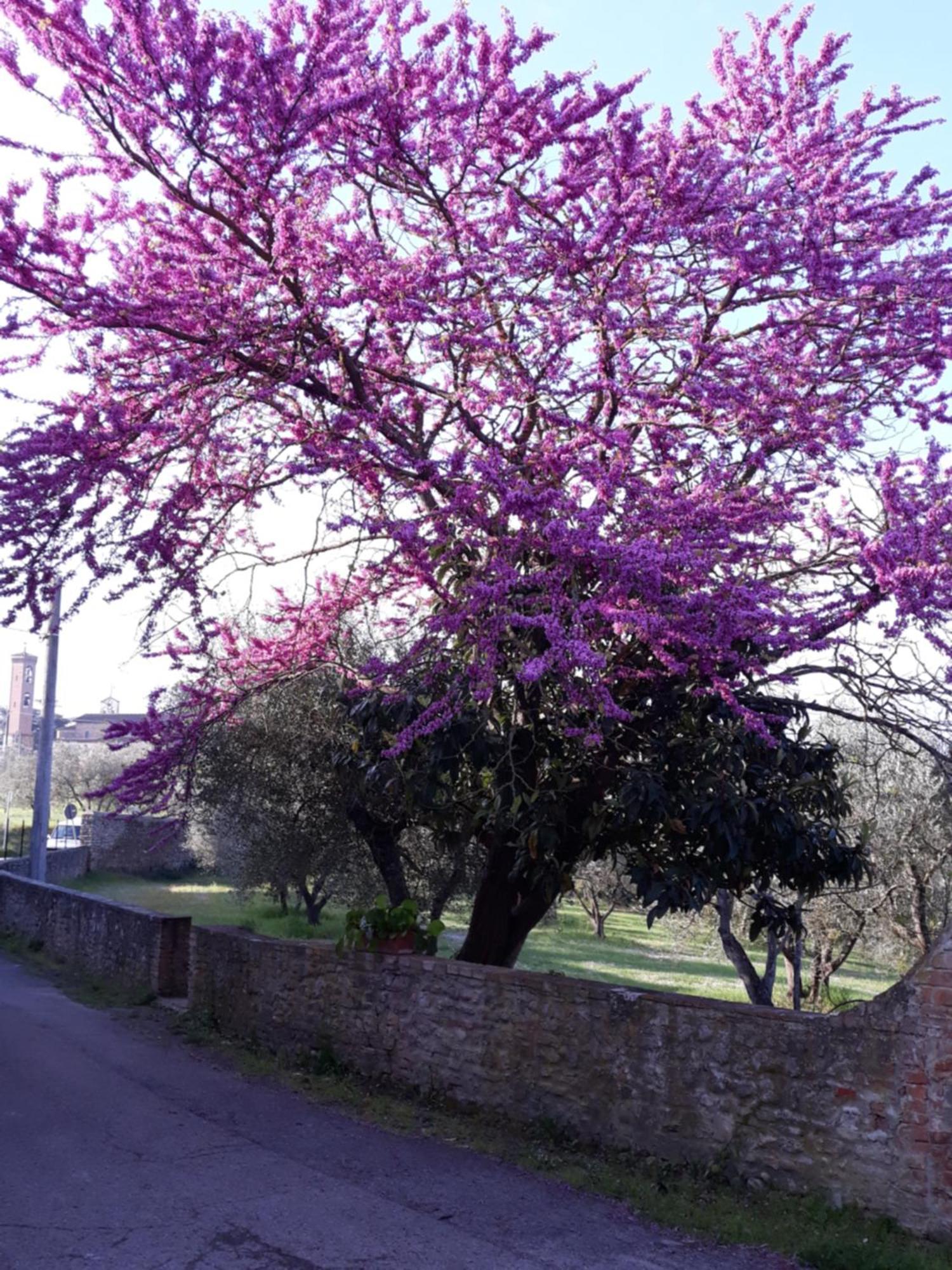 Fattoria Poggio Capponi